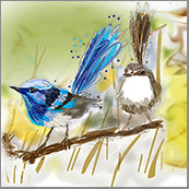 Small Cards (Pack of 10) - Bird Wrens