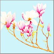 Small Cards (Pack of 10) - Magnolias