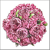 Small Cards (Pack of 10) - Bunch of Peonies