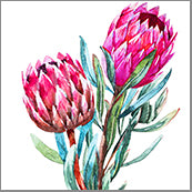 Small Cards (Pack of 10) - Natives Proteas Two