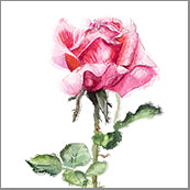 Small Cards (Pack of 10) - Rose Pink