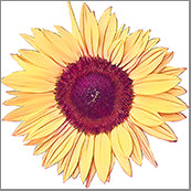 Small Cards (Pack of 10) - Sun Flower