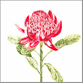 Small Cards (Pack of 10) - Native Waratah