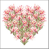 Small Cards (Pack of 10) - Heart leucadendron